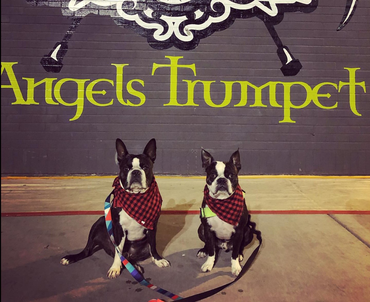 Angel’s Trumpet Alehouse Dog-Friendly Restaurants Arizona