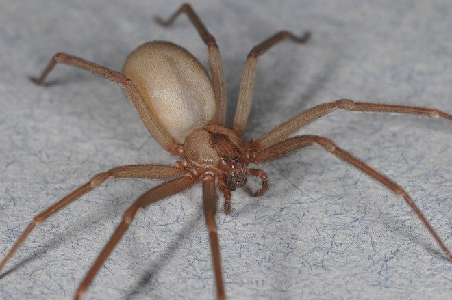 brown recluse in florida