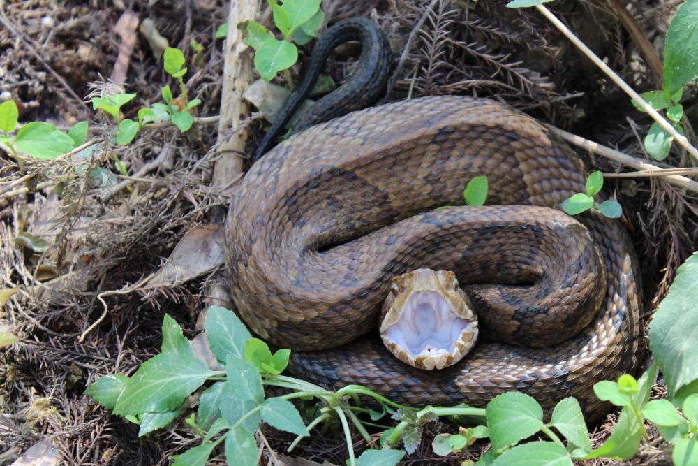 cottonmouth snake in Texas