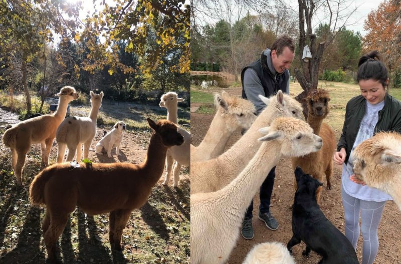 Handfeeding Alpaca and Goat Farmette AZ