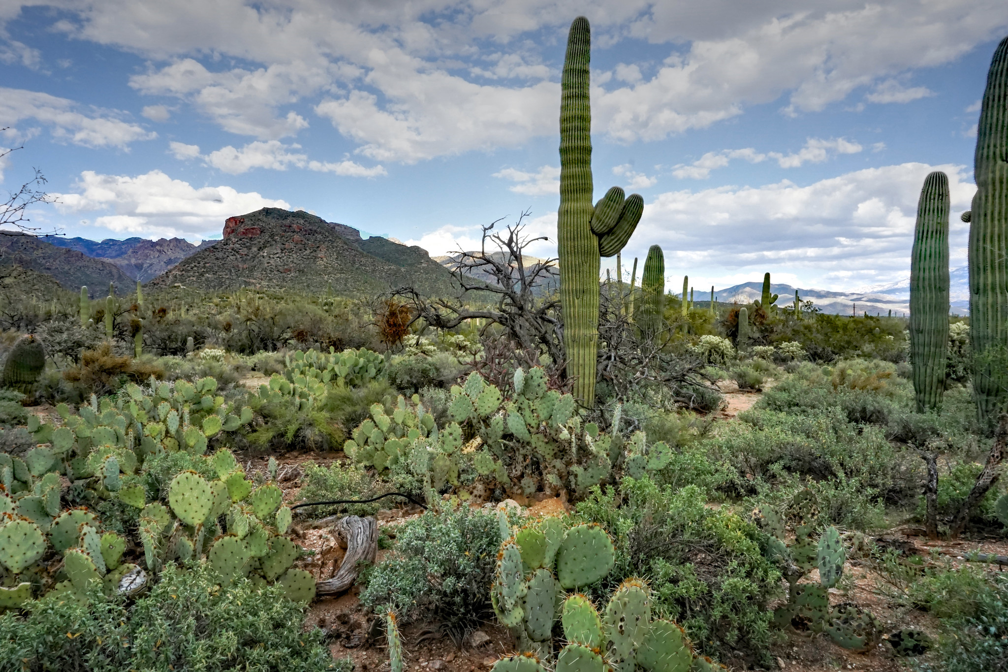 Saguaro cacti in Tucson, Arizona.