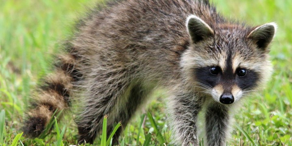Raccoons are dangerous animals in Texas.