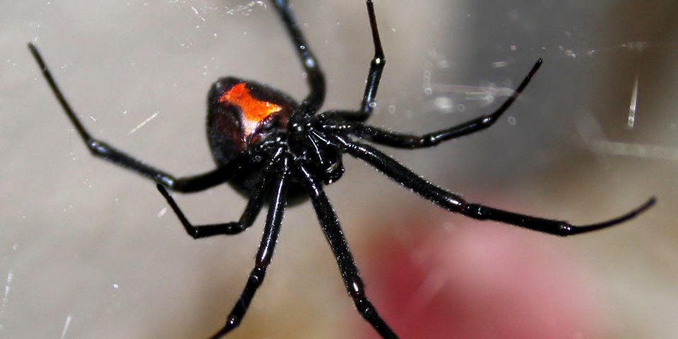 black widow spider arizona