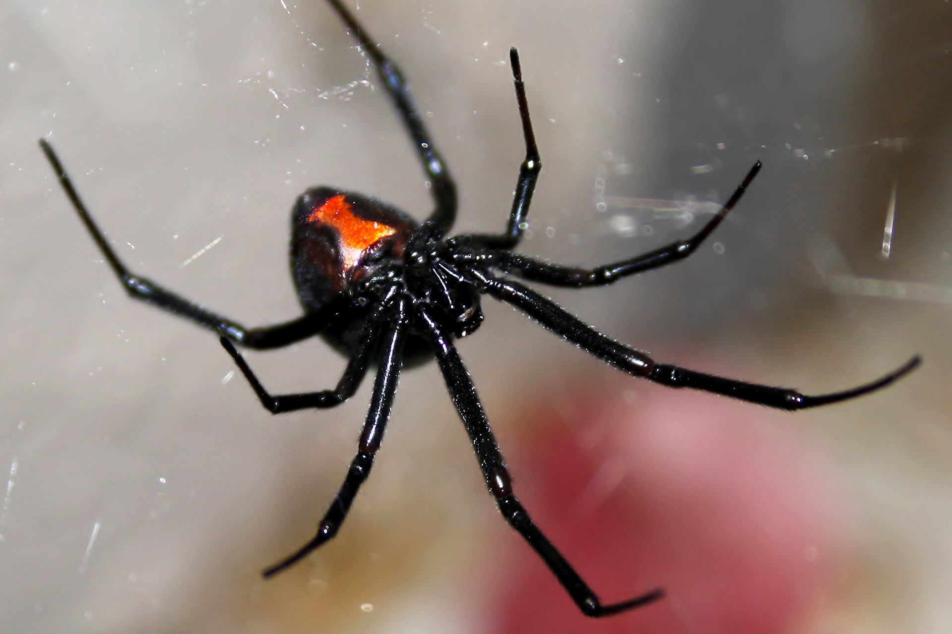 The black widow spider is a dangerous animal in Texas.