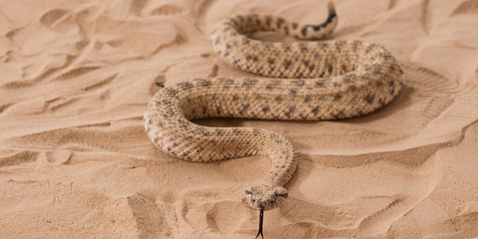 sidewinder rattlesnake arizona
