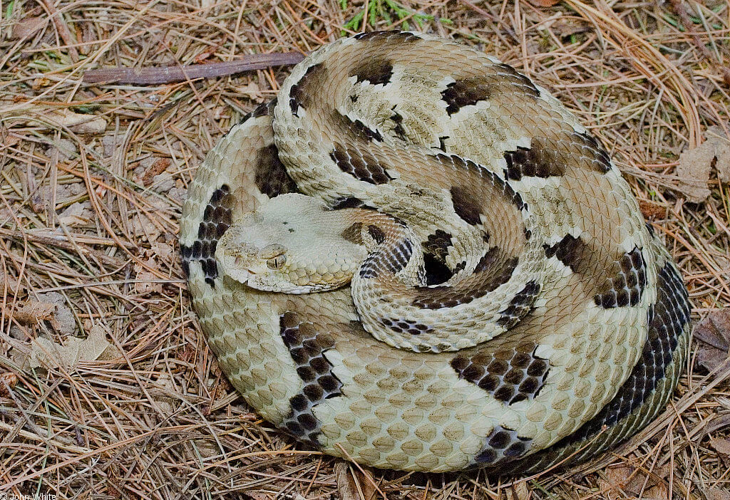timber rattlesnake in Florida