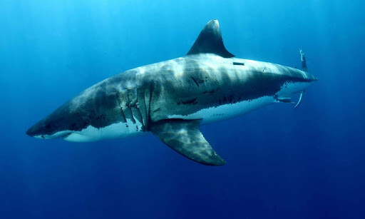 great white shark in Florida