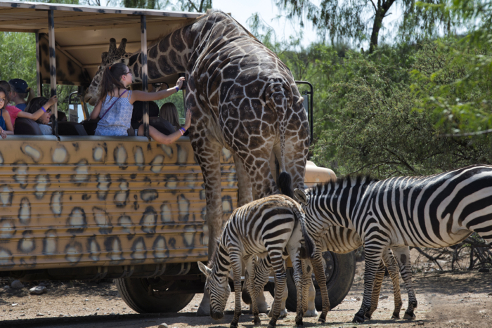 African Bush Safari Ride