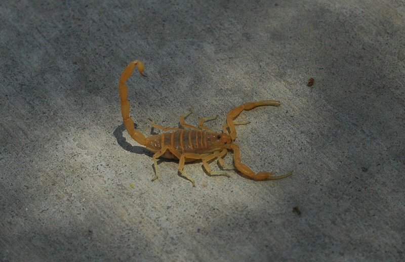 Arizona Scorpions Critters in Shoes