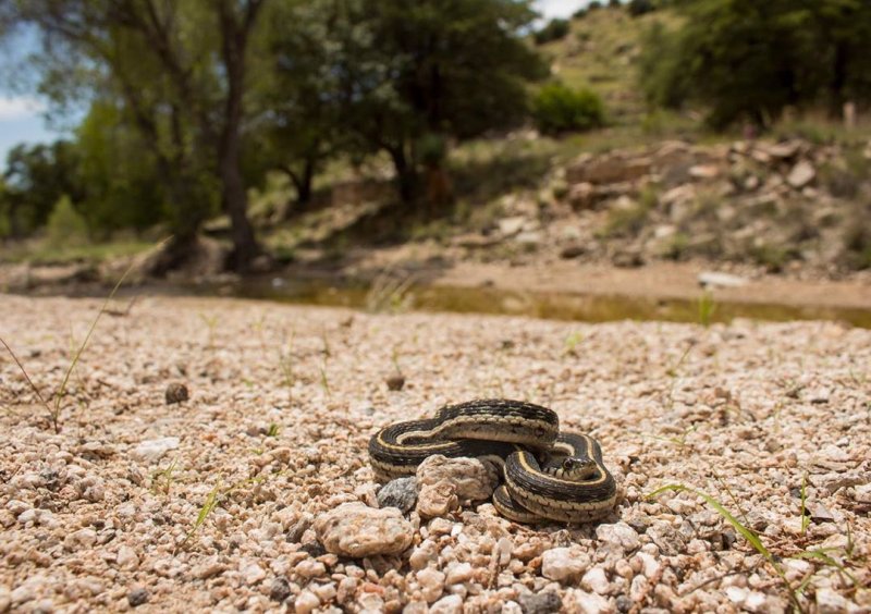 Arizona Garter Snake