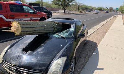 Car vs Cactus Accident Arizona