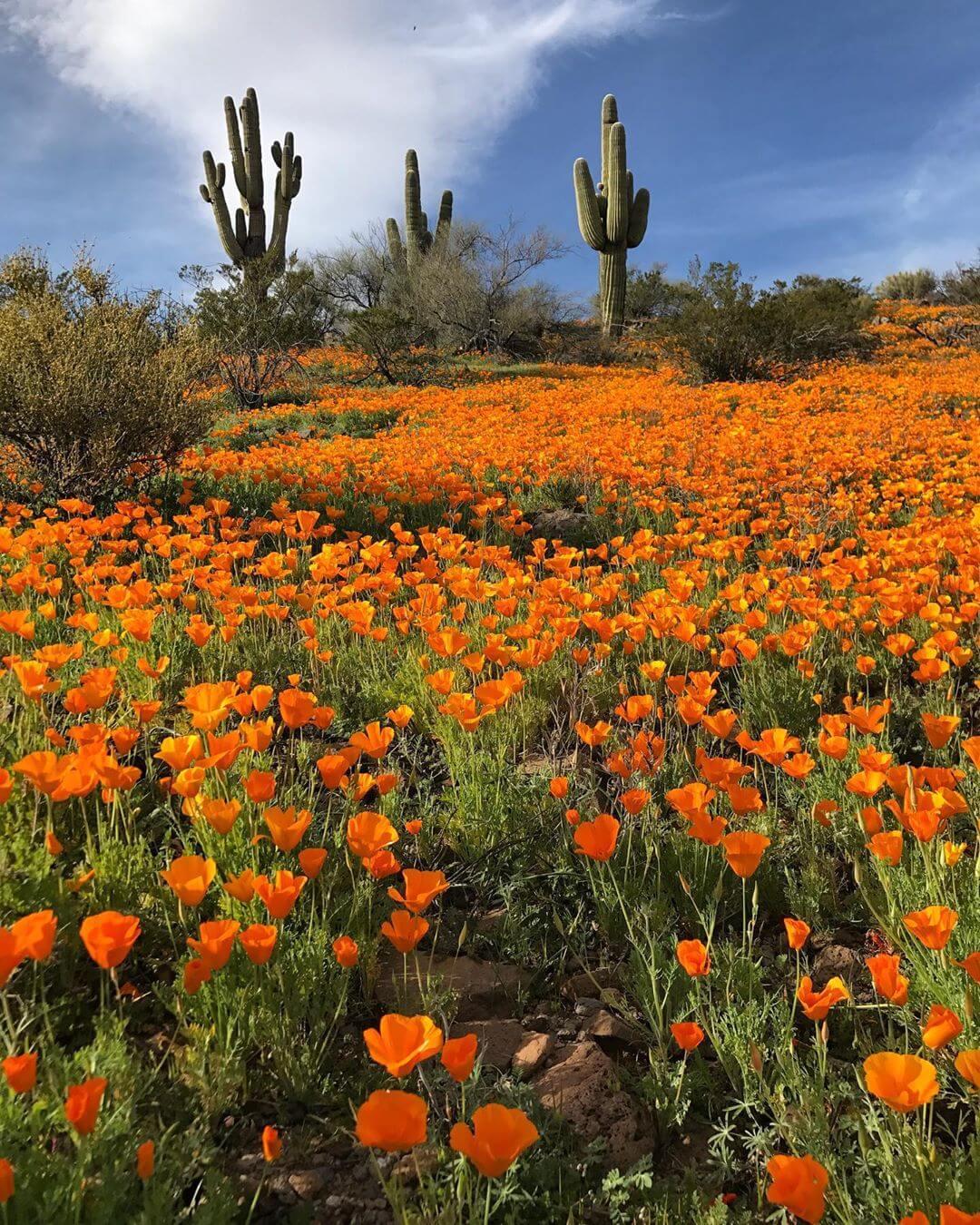 Peridot Mesa Wildflowers San Carlos Arizona