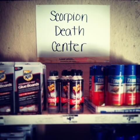 Scorpion Death Center Home Depot Arizona