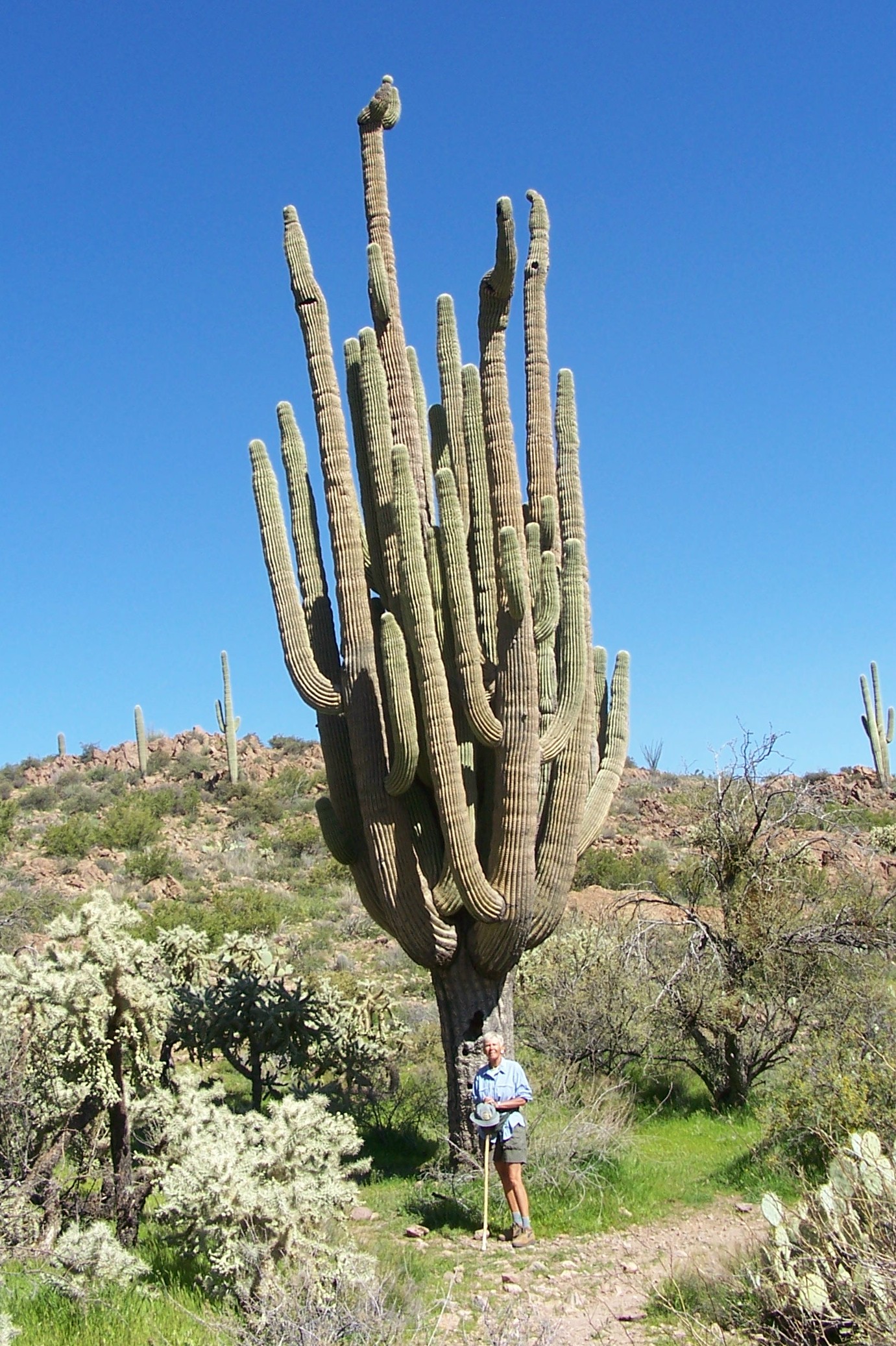 The Grand One Cactus AZ