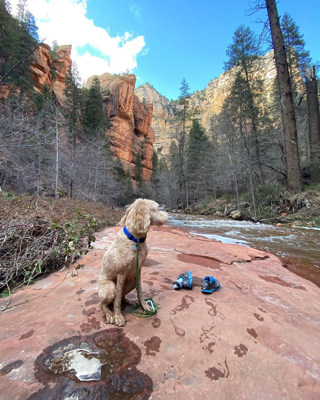 dog friendly hikes trails arizona