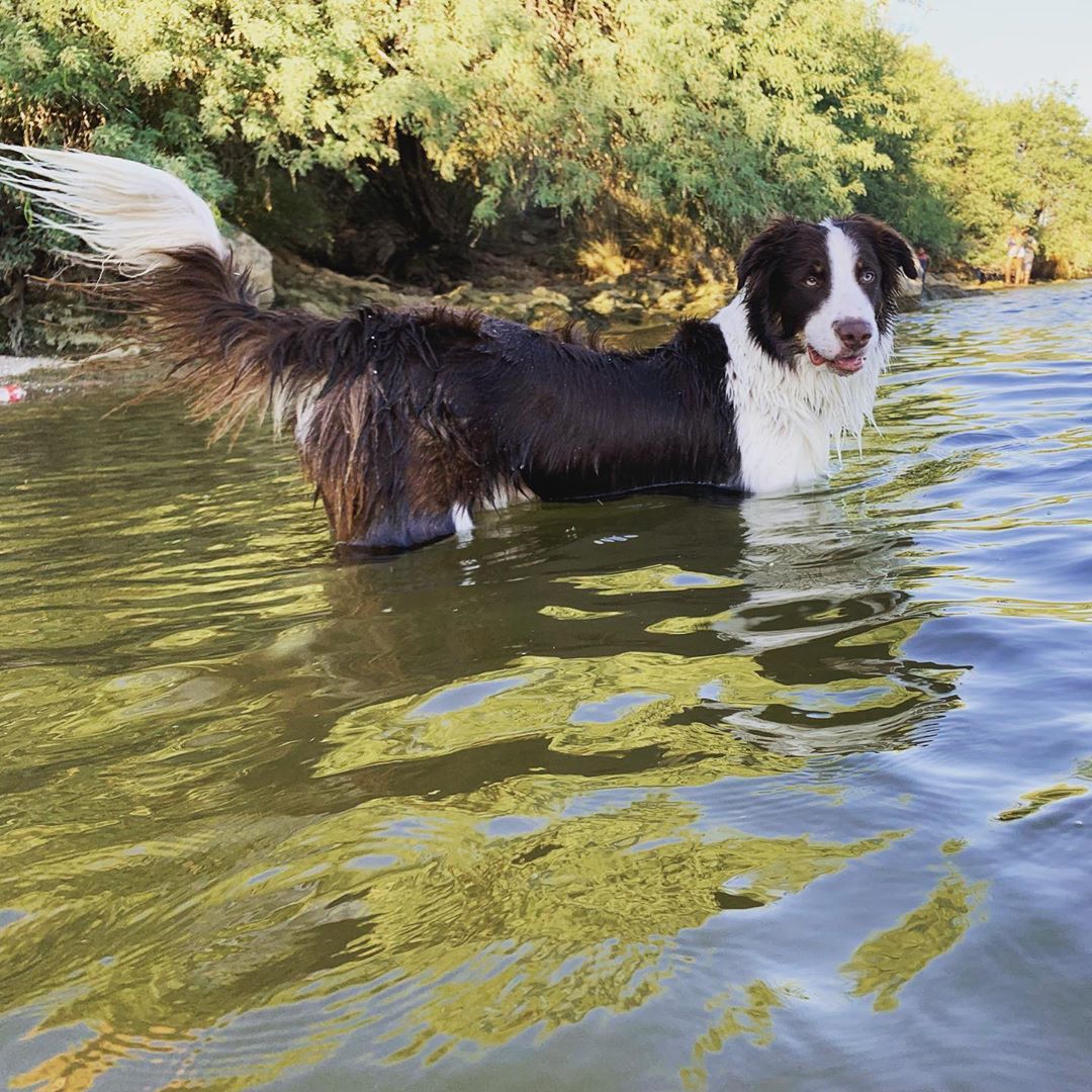 Dog-Friendly Lakes in AZ Saguaro Lake