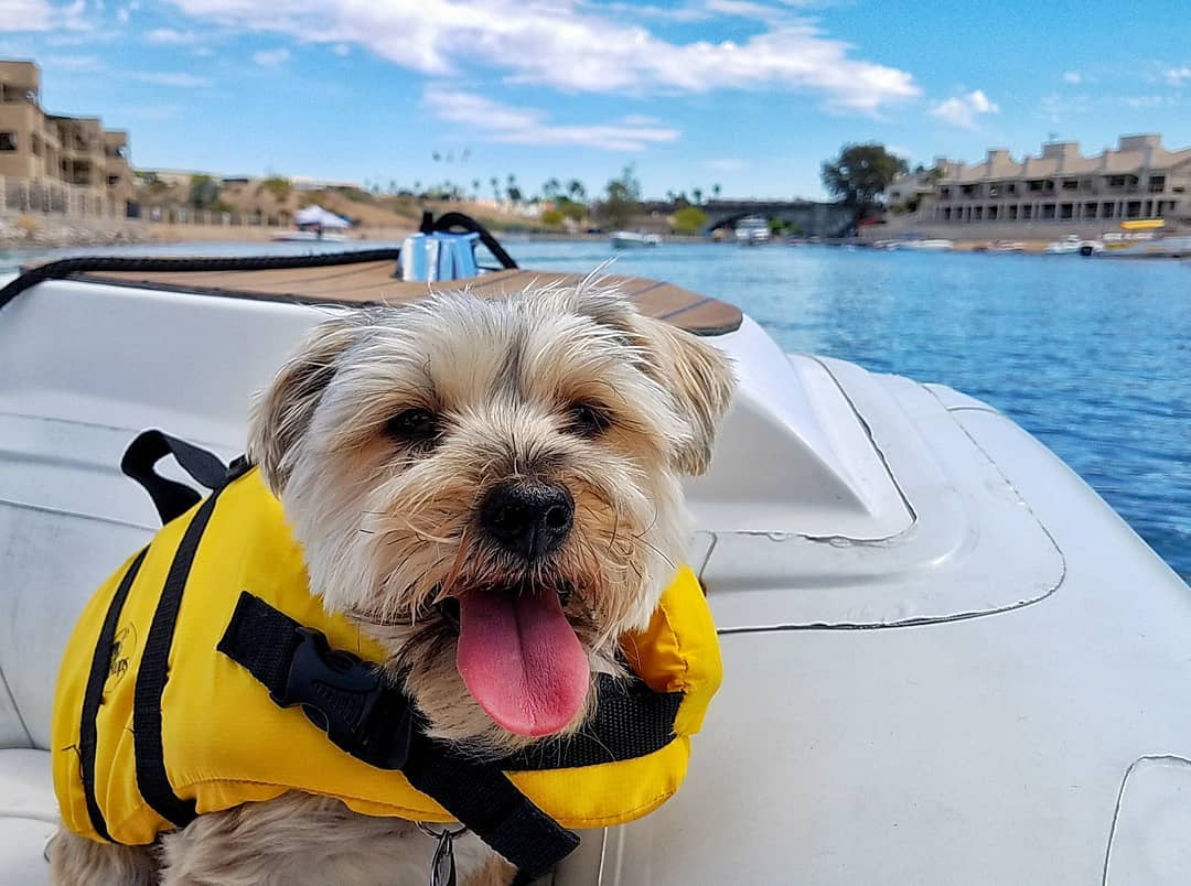 Lake Havasu State Park dog-friendly parks in arizona 
