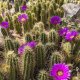 Tucson Botanical Gardens cactus flowers in arizona beautiful blooms