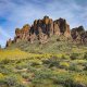wildflowers superstition mountains arizona