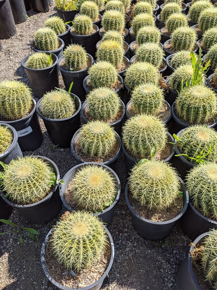 Galleries Guadalajara cactus pots plants