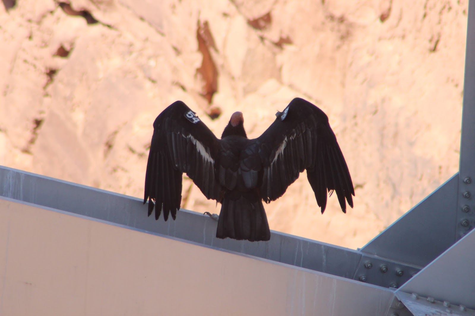 California Condor where to spot in arizona