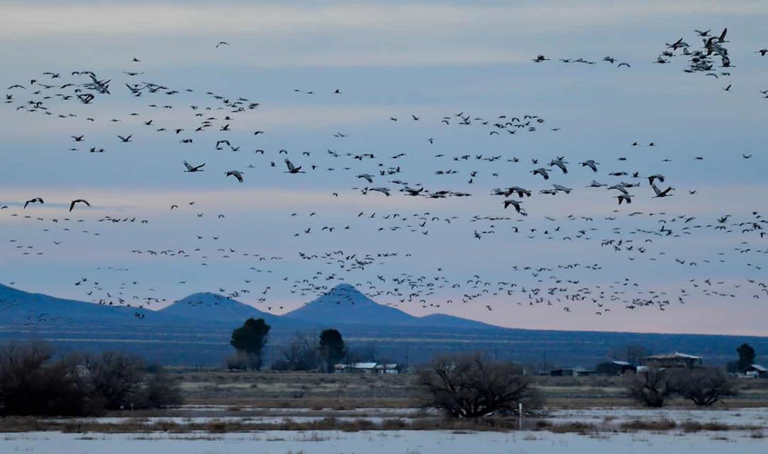 Whitewater Draw Wildlife Area az Arizona birdwatching spots
