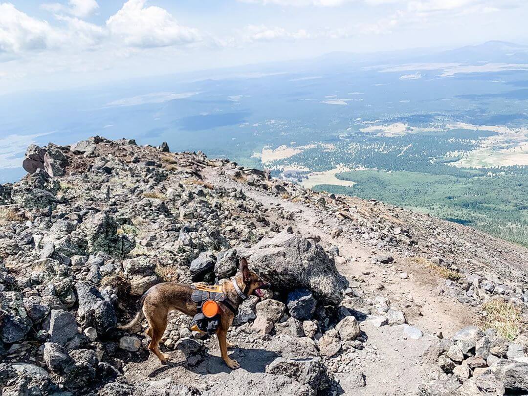 Arizona Mountain Hiking with a dog