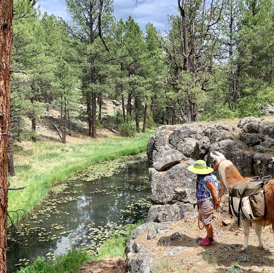 arizona hiking with llamas