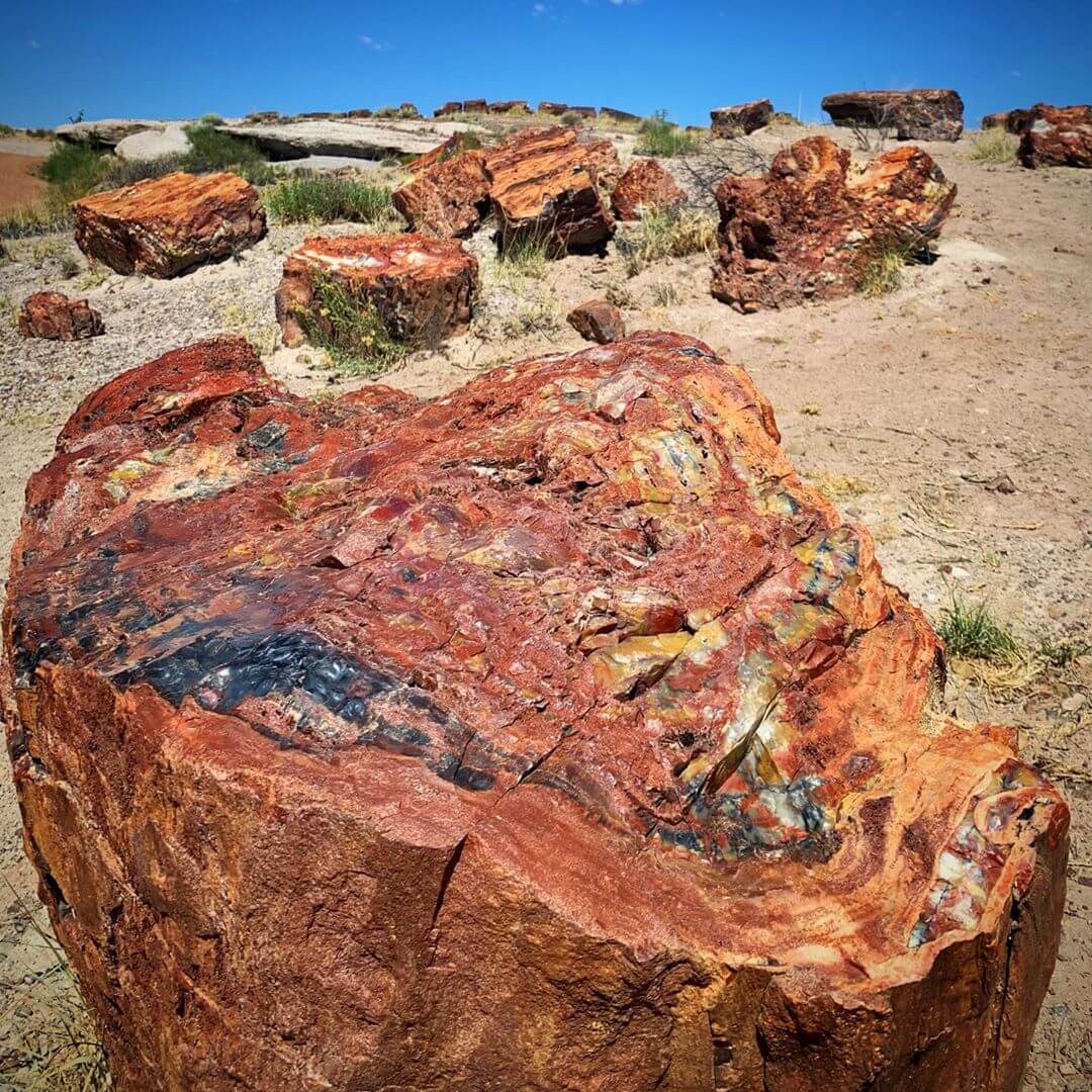 petrified forest 