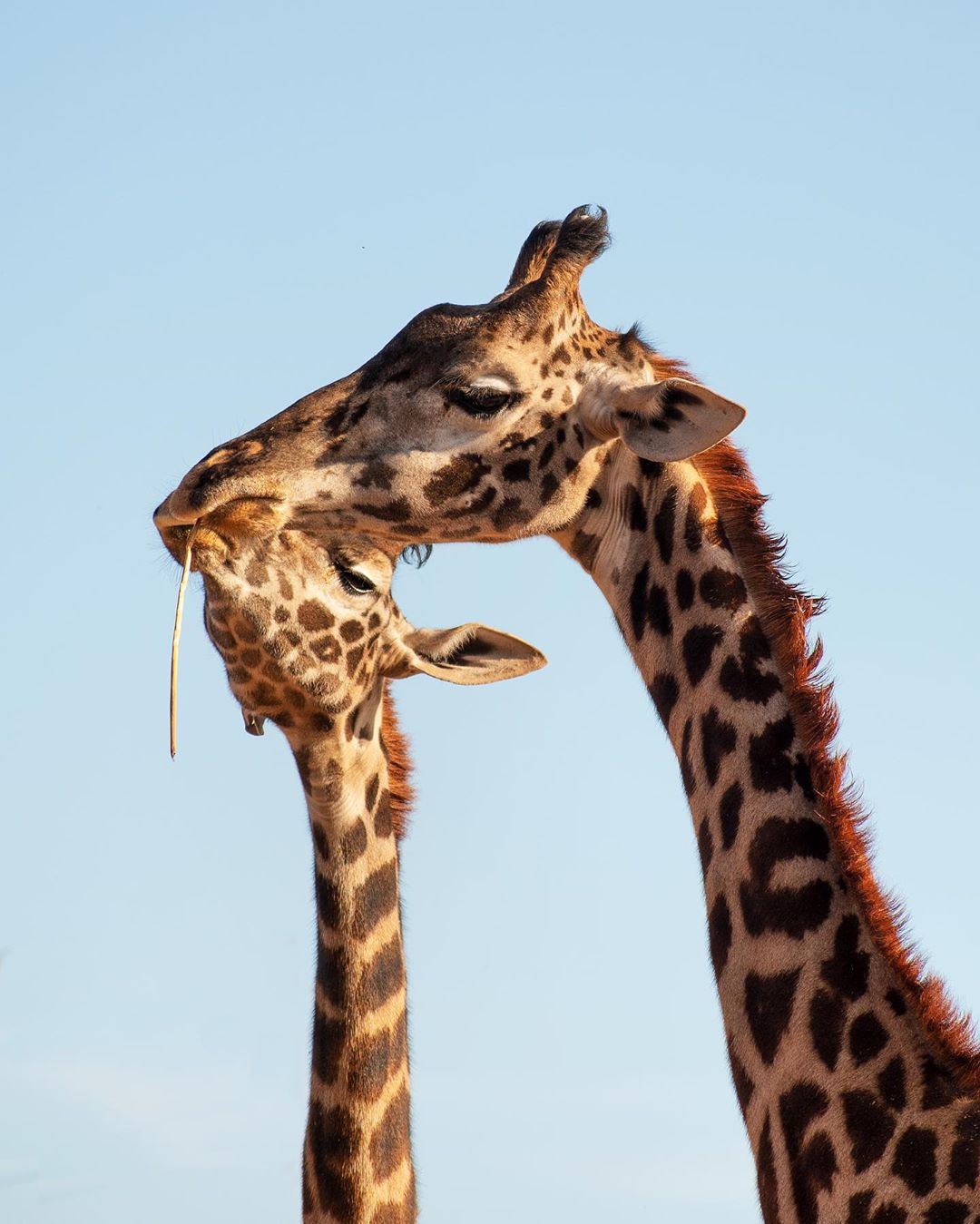 phoenix zoo reopening giraffes