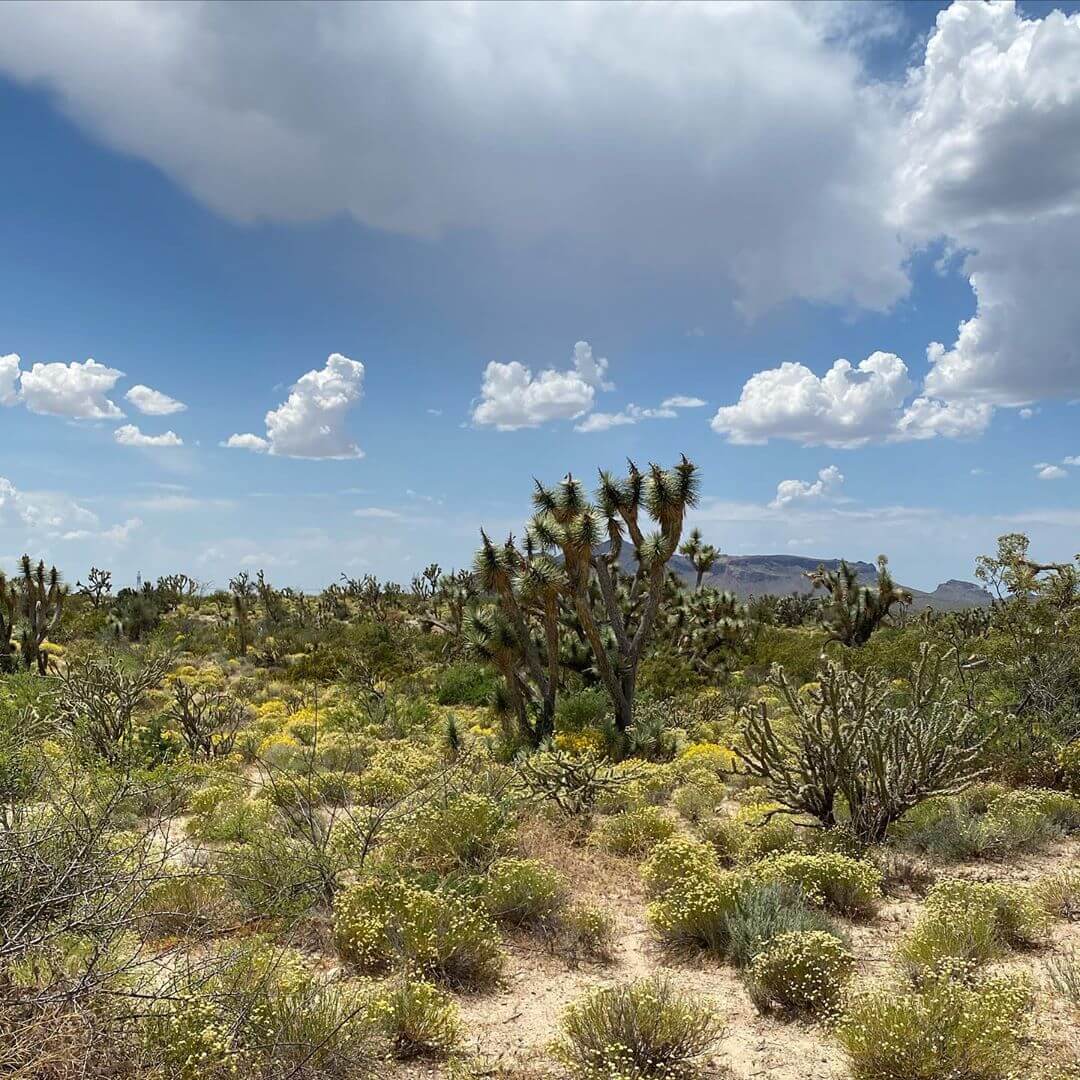 Southwest desert plants