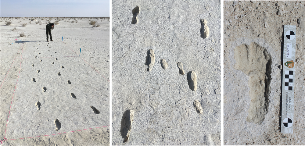 White Sands National Park Fossil Discovery