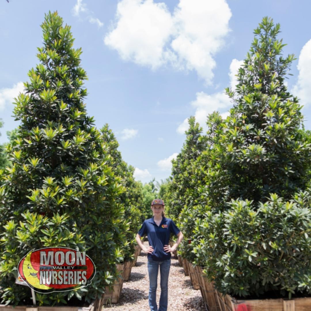 Moon Valley Nurseries best Christmas Tree Farms in Arizona