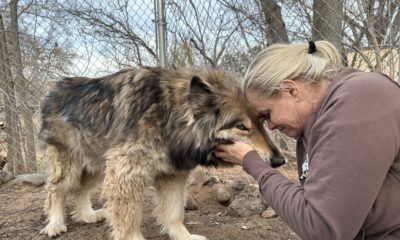 Sedona Wolf Sanctuary az
