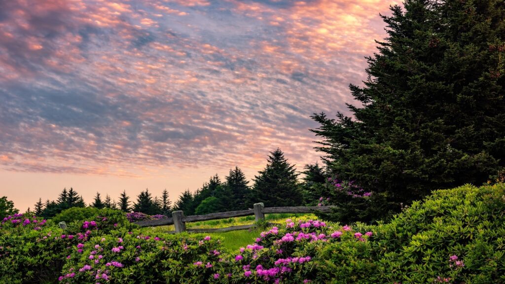 The blooming view of Rhododendron at the Appalachian trail