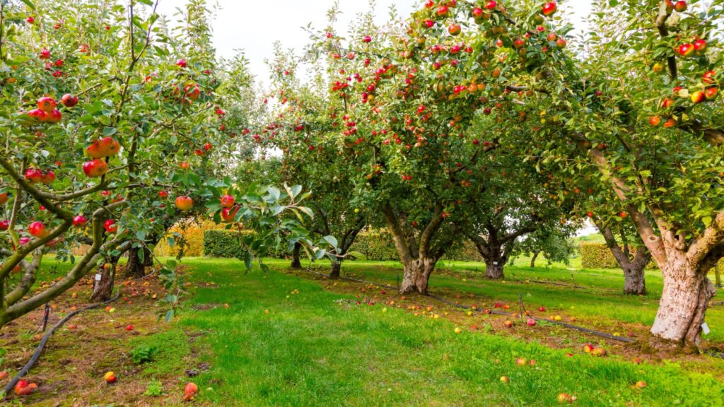 Apple on trees in orchard in fall season.