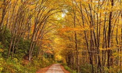 Forest road during autumn season in Nantahala National Forest, North Carolina, USA.