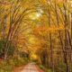 Forest road during autumn season in Nantahala National Forest, North Carolina, USA.