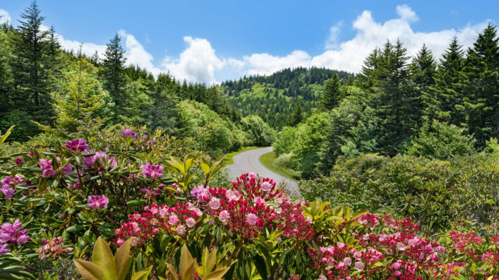 A scenic view of the Blue Ridge Parkway winding through lush green mountains with vibrant pink and red rhododendrons blooming in the foreground under a blue sky.