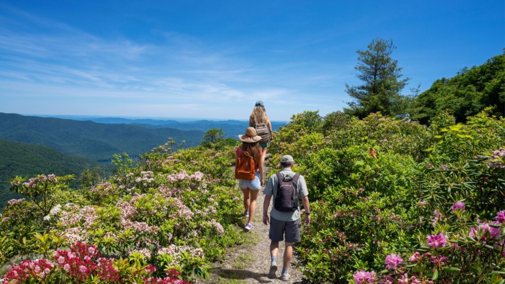 Three hikers walk along a path through blooming rhododendrons and other wildflowers at Craggy Gardens in the Blue Ridge Mountains, with distant mountains under a clear blue sky