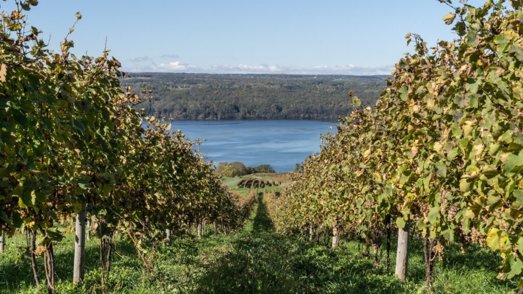 A vineyard overlooking Seneca Lake with rows of grapevines leading down towards the water and forested hills in the background.
