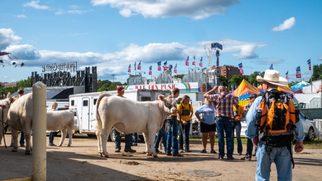 Cattle and people at a livestock show or fair.