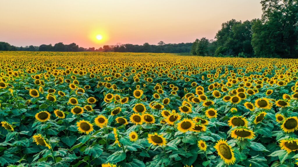 A vast sunflower field at sunset at Grinter Farms in Lawrence, Kansas.