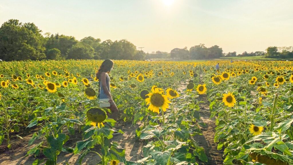 People walking through a vibrant sunflower field during golden hour.