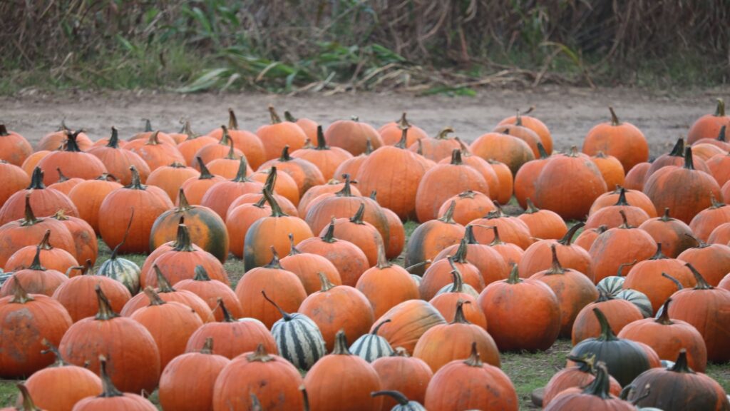 A field filled with numerous orange pumpkins and some striped gourds at Pumpkin Valley Farm in Dayton.